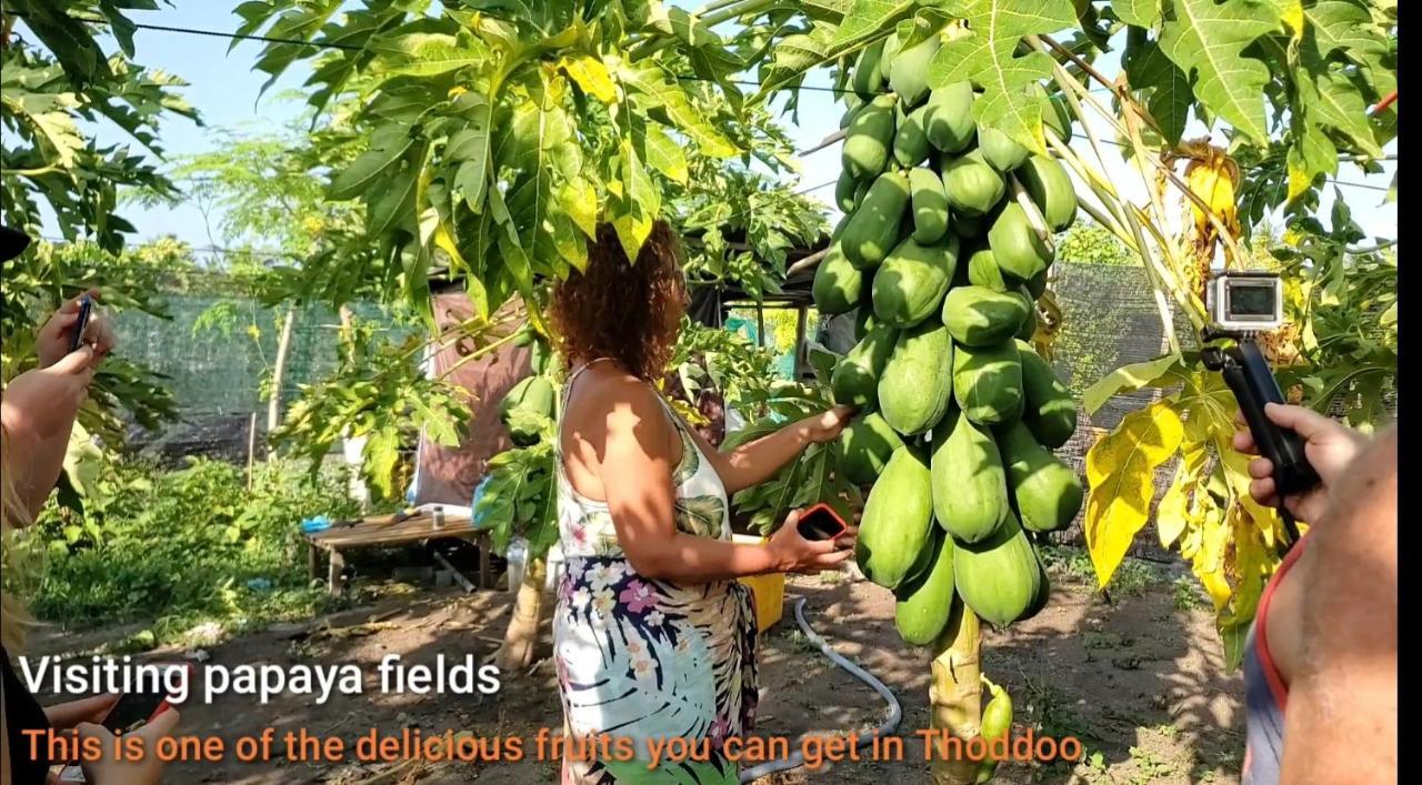 Thoddoo Beach Holiday מראה חיצוני תמונה